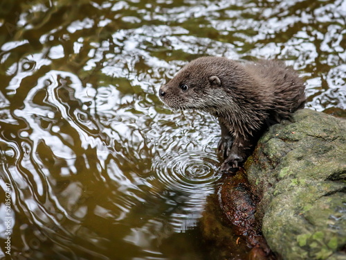 Close-up portrait of a river otter in its natural environment. It is also known as the European otter, Eurasian river otter, common otter, and Old World otter. Native to Eurasia. Lutra lutra. 