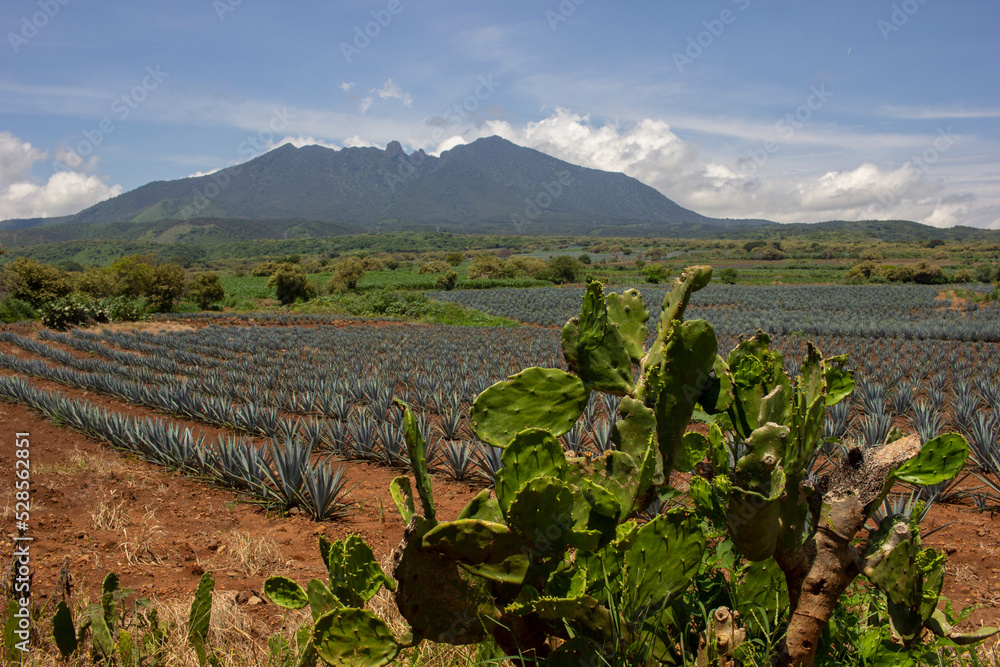 Campos de agave azul cultivos para elaboración de tequila en méxico