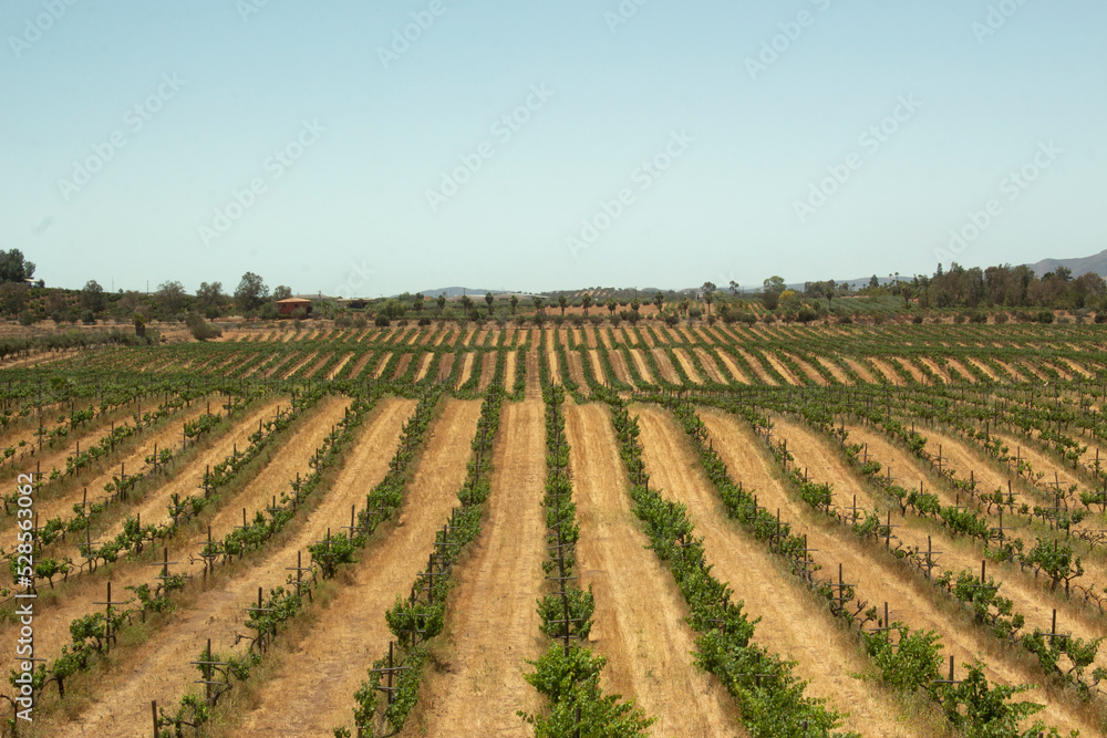 Videño plantación para cultivo de uva viña campo de uvas latinoamérica