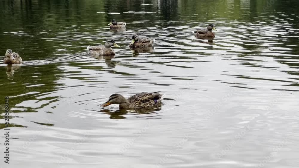 Wild ducks swim in a summer pond. The concept of wild ducks. Wild ducks swim in a summer pond. The concept of wild ducks.