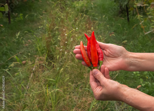 Red chili peppers in hands. Harvest of red chili peppers.