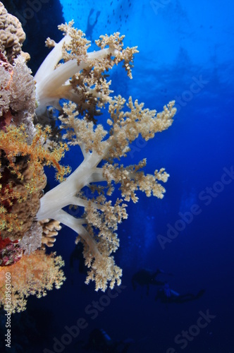 Fotobehang coral blando del mar rojo