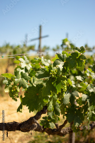 Obraz na plátně Viñedos planta para cultivo de uva elaboración de vino en méxico viña latinoamér