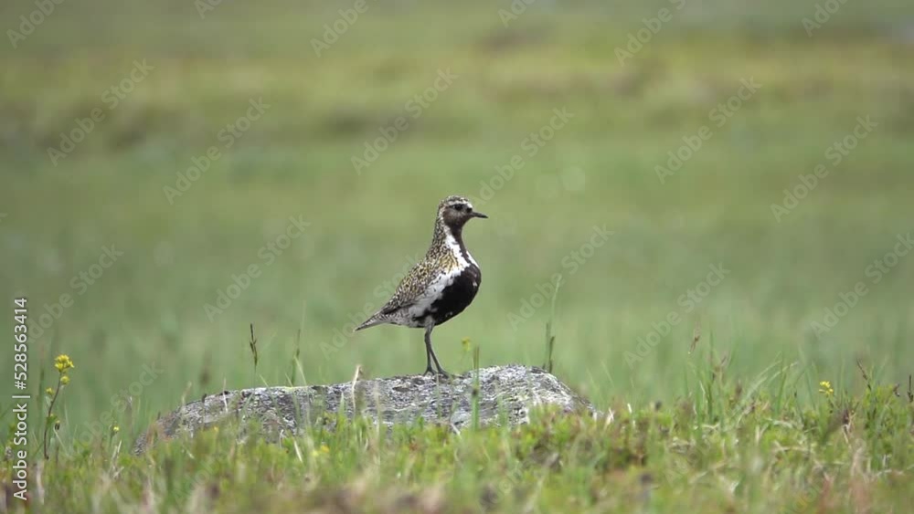 European Golden Plover in field, sweden
Beautiful shot from Sweden, 2022
European Golden Plover in field, sweden
Beautiful shot from Sweden, 2022