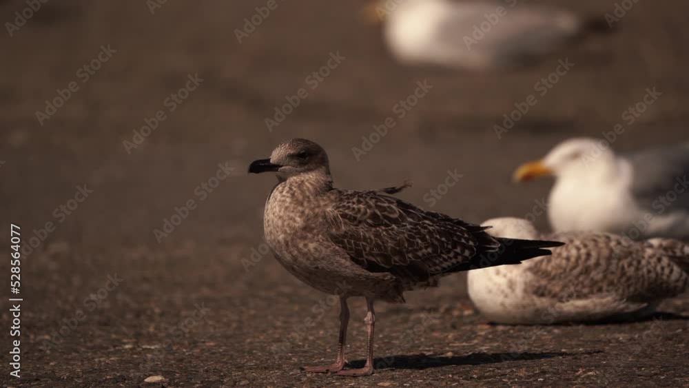 A juvenile Lesser Black-backed Gull (Larus fuscus) standing on an asphalt road A juvenile Lesser Black-backed Gull (Larus fuscus) standing on an asphalt road