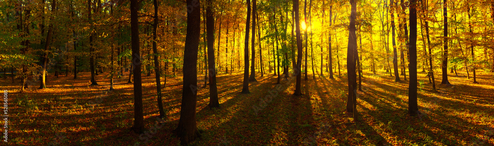 Fototapeta premium Autumn landscape in panorama format. A forest of bright warm colors with the morning sun shining through the fawn and orange leaves.