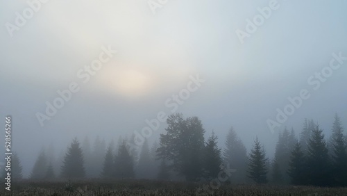 morning mist in the forest