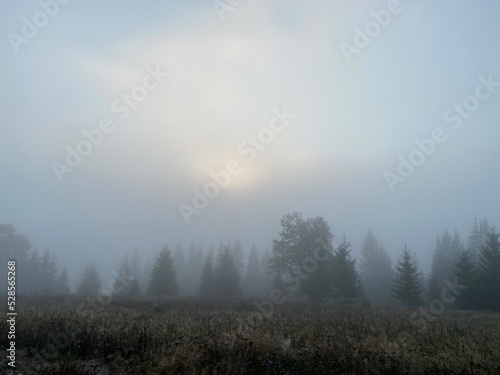 fog in the forest