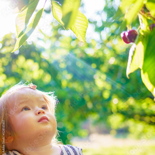 A little girl reaches for cherries on a tree. Harvesting cherries in the garden. The baby eats cherries straight from the branch. A cute child explores the world