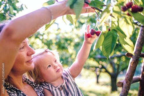 Mother helps cute child learn the world. Mom and daughter are harvesting cherries in the garden. A little girl reaches for cherries on a tree