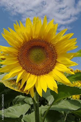 Sonnenblume