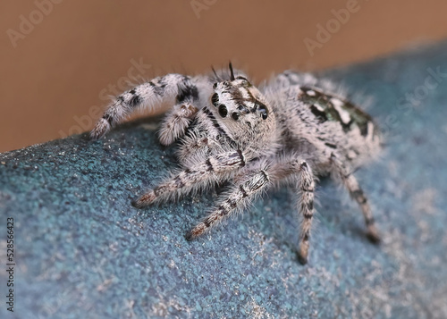 Side view portrait of a female Jumping Spider  Phidippus putnami