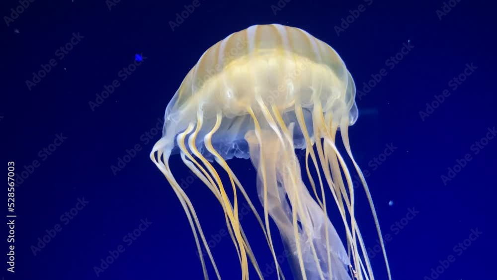 A closeup shot of jellyfish in an aquarium. Jellyfish floats gracefully in the dark blue water column. Chrysaora pacifica. Japanese sea nettle. A closeup shot of jellyfish in an aquarium. Jellyfish floats gracefully in the dark blue water column. Chrysaora pacifica. Japanese sea nettle.