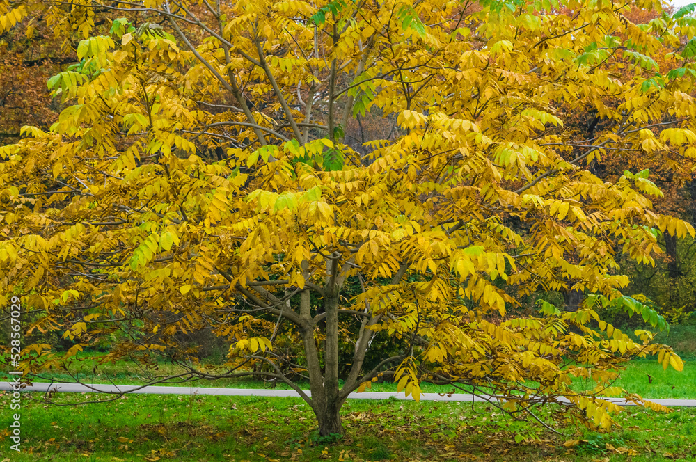 Yellow leaves of a tree in autumn season