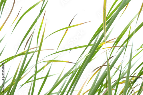 green grass isolated on white, grass in the wind, background, graphic, minimalist