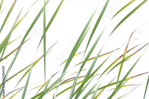 green grass isolated on white, grass in the wind, background, graphic, minimalist