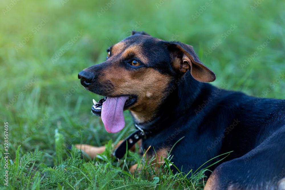 Shorthaired Pinscher with his tongue hanging out on a green background Shorthaired Pinscher with his tongue hanging out on a green background