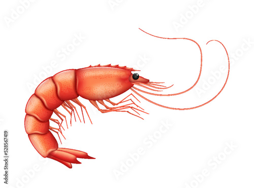 Boiled shrimp isolated on white background. Realistic fresh prawn. Cooked seafood for restaurant