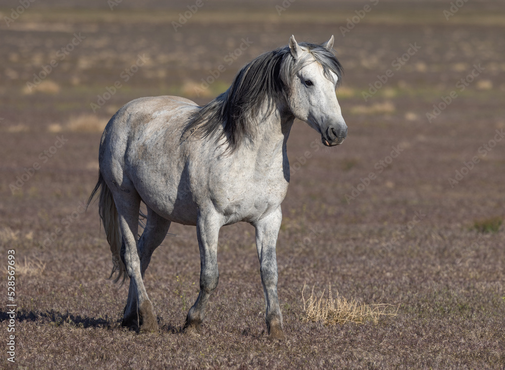 Obraz premium Beautiful Wild Horse in Spring in the Utah Desert