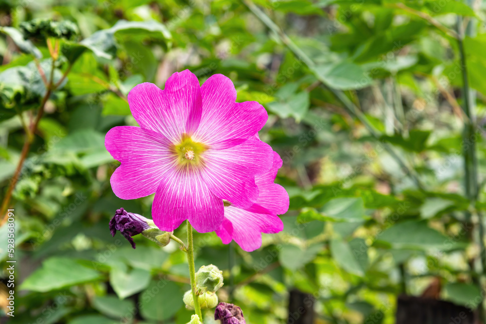 Fototapeta premium Purple mallow flower in the summer garden.
