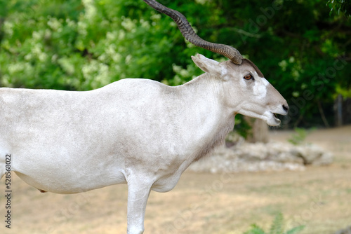 White Addaxili antelope mendeschild, also known as screwhorn antelope in nature reserve, wild animal with curled horns, nasomaculatus nose contrasts with white patches
