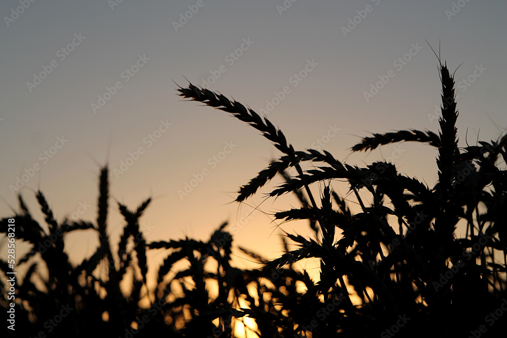 Fototapeta premium Ears of wheat against the evening sky