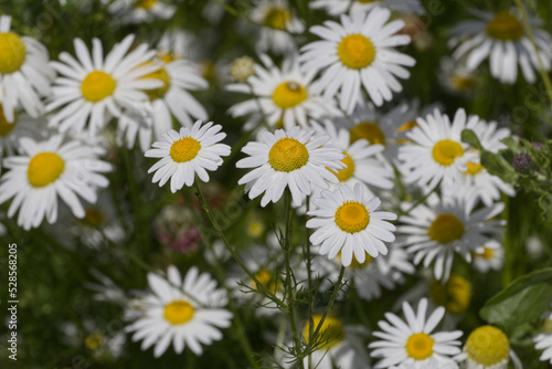 Wild Daisies in the Summer