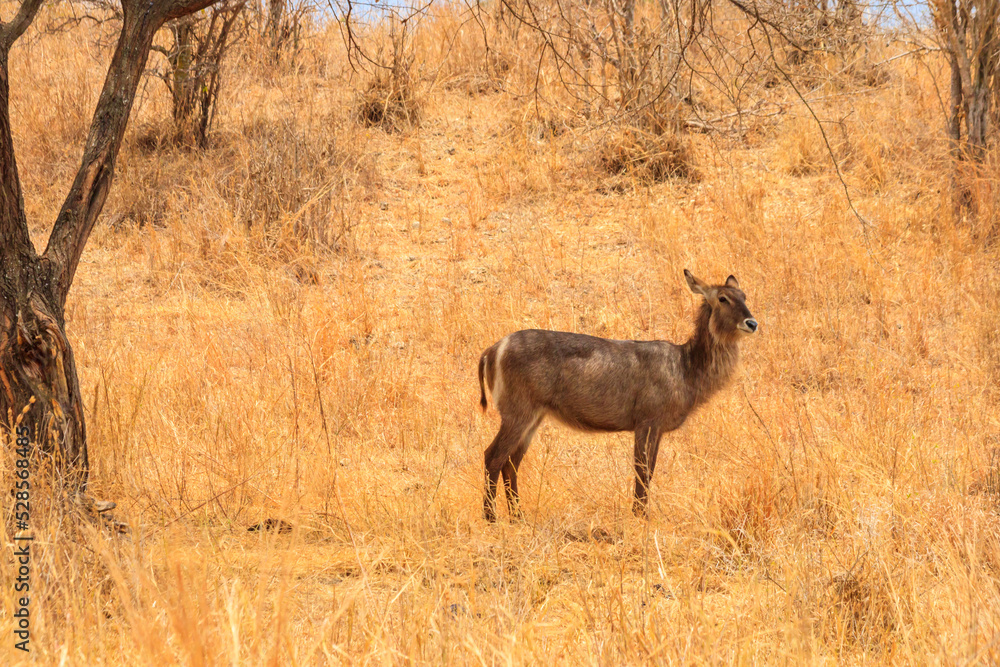 Female waterbuck (Kobus ellipsiprymnus) in Tarangire National Park, Tanzania Female waterbuck (Kobus ellipsiprymnus) in Tarangire National Park, Tanzania