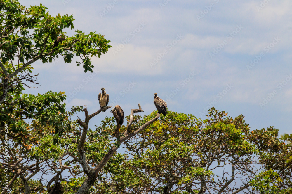 Flock of Cape vultures or Cape griffon (Gyps coprotheres), also known as Kolbe's vultures sitting on a tree in Serengeti national park, Tanzania Flock of Cape vultures or Cape griffon (Gyps coprotheres), also known as Kolbe's vultures sitting on a tree in Serengeti national park, Tanzania