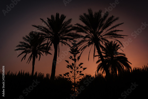Palm trees at sunset © Andrea