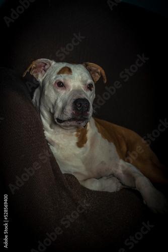 Old pit bull terrier dog in dark room lying