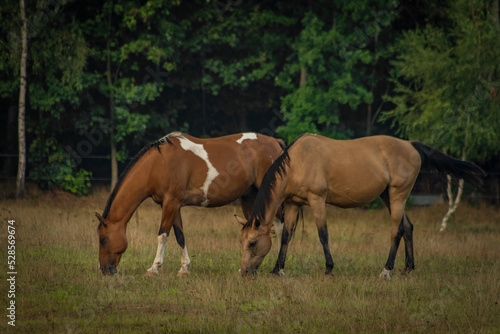 Horses on green grass meadow in cloudy summer day © luzkovyvagon.cz