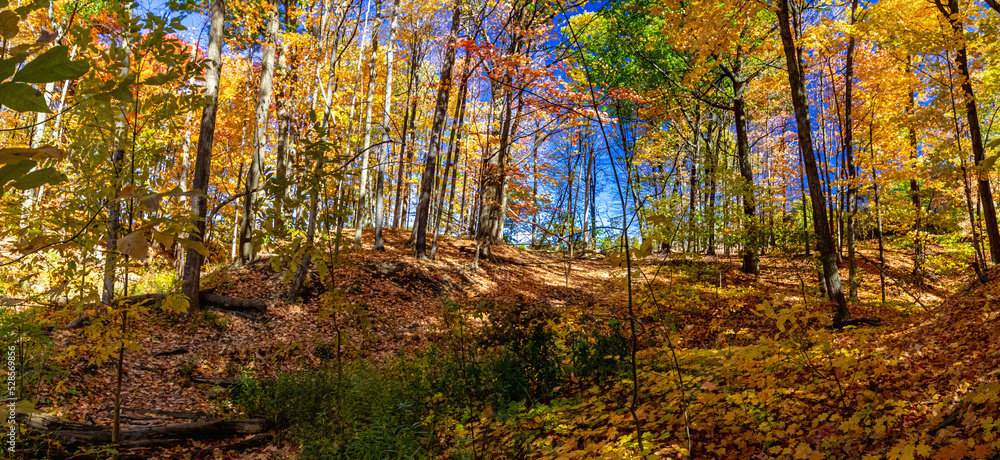 Fototapeta premium Panorama of nature in full display in fall with the forest in full display, Mississauga, ON, Canada