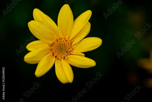 yellow flower