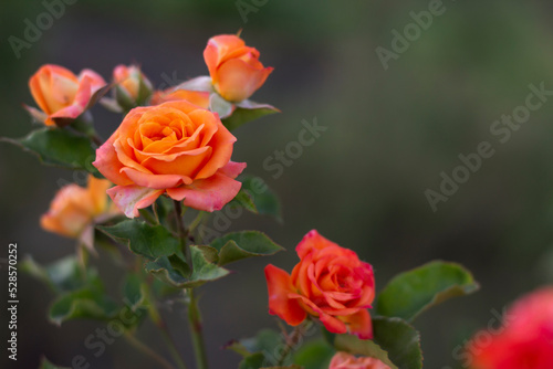  roses in garden