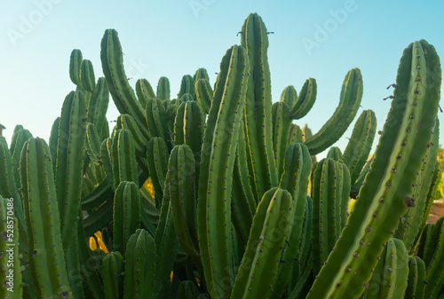 a group of green cactus in the desert