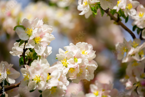 Spring blooming sakura trees. Pink flowers Sakura Spring landscape with blooming pink tree. Beautiful sakura garden on a sunny day.Beautiful concept of romance and love with delicate flowers.