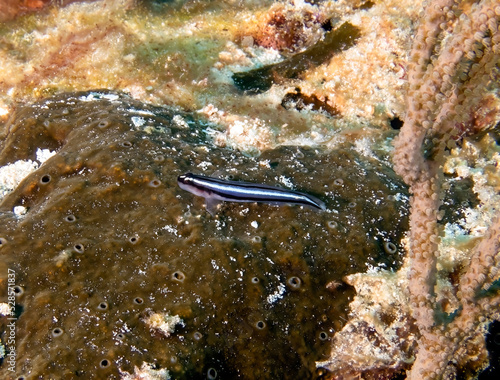 A Blue Neon Goby (Elacatinus oceanops) in Cozumel, Mexico photo