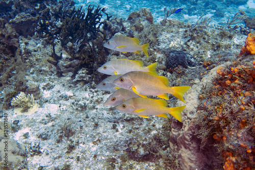 Schoolmaster Snapper (Lutjanus apodus) in Cozumel, Mexico photo