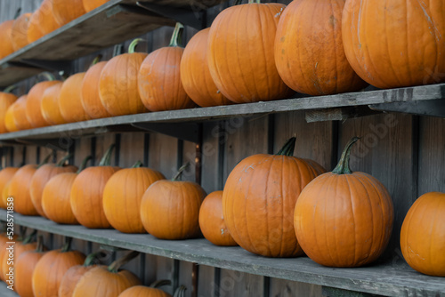 Halloween Kürbisse auf Regalen als Dekoration im Herbst, Hintergrund 