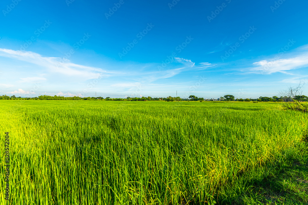 Scenic view landscape of Rice field green grass with field cornfield or in Asia country agriculture harvest with fluffy clouds blue sky daylight background.