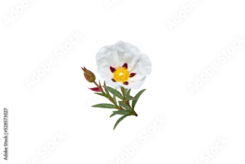 Canvastavla Labdanum flower isolated transparent png
