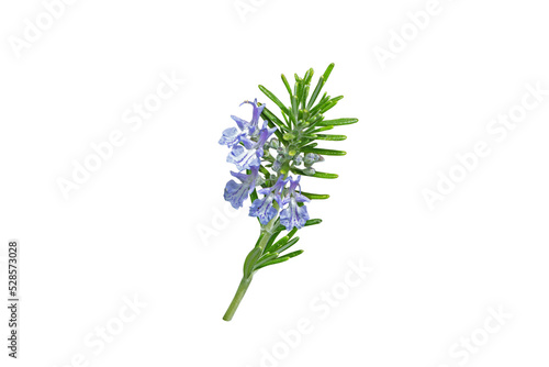 Rosemary branch with leaves and blue flowers isolated transparent png. Salvia rosmarinus plant photo