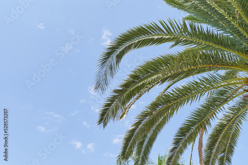Palm branches on blue sky background  vacation concept