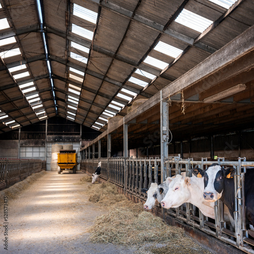 cows feed from hay in belgian barn of farm in ardennes region