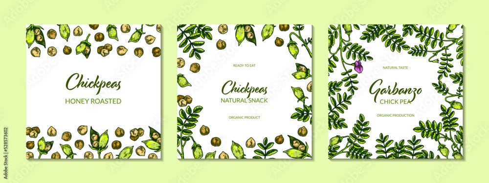 Set of colorful chickpeas designs. Hand drawn illustration in colored sketch style. Botany template for packaging, banner, poster