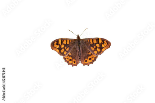 Wall brown butterfly with open spotted wings isolated transparent png. Lasiommata megera.
