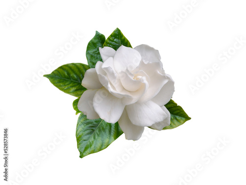 Gardenia jasminoides fragrant flower and leaves isolated transparent png