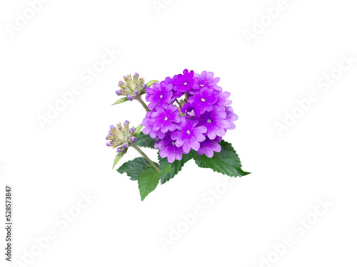Purple verbena flower, buds and leaves branch isolated transparent png