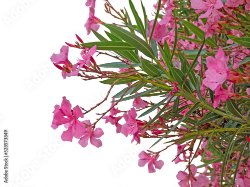 Pale pink oleander or nerium branches with flowers and leaves isolated transparent png photo